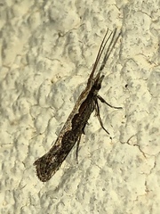 Plutellidae