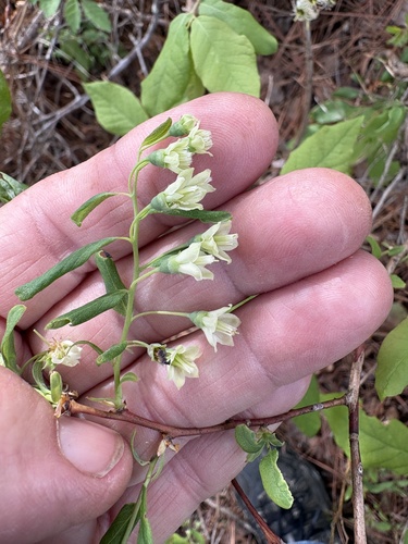 deerberry (Vaccinium stamineum)