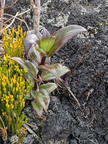 Manono (Kadua centranthoides)