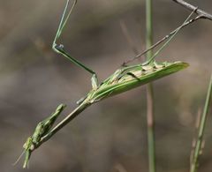 Empusa pennicornis