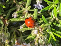 Coccinella septempunctata