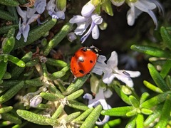 Coccinella septempunctata