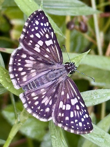 Orcus Checkered-Skipper