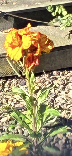 Wallflower (Erysimum ×)