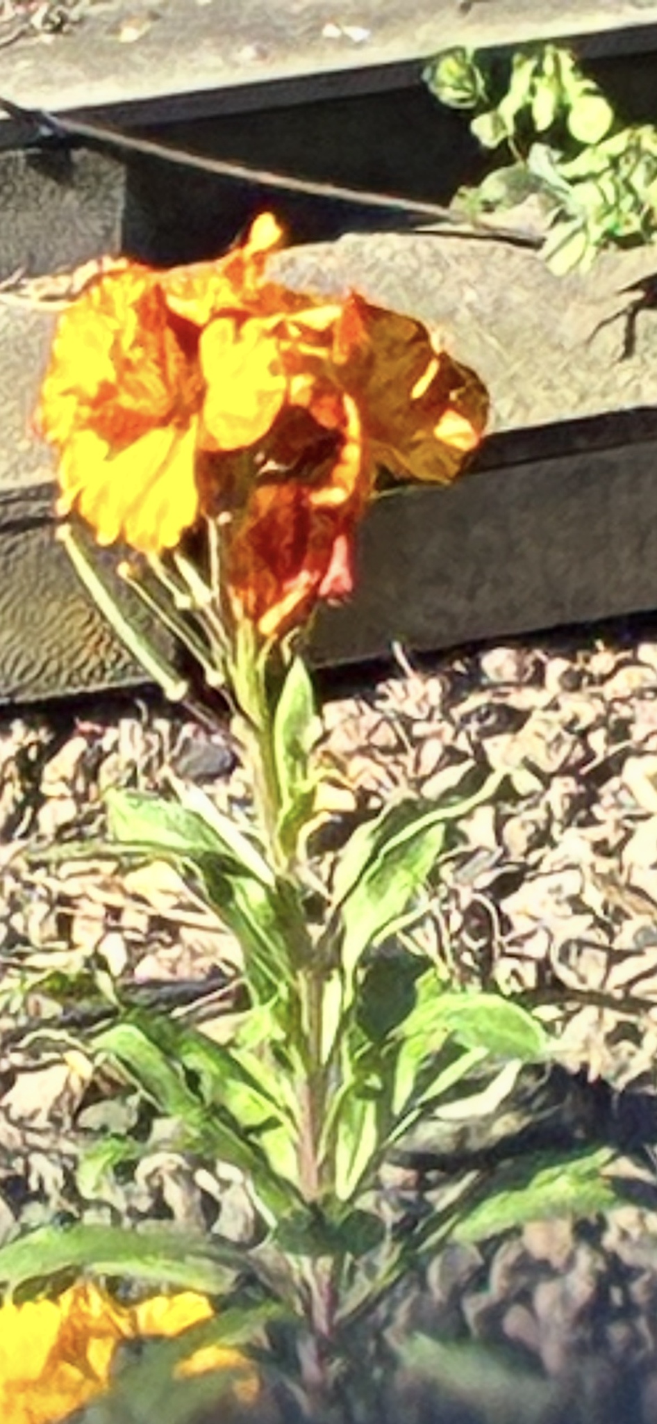 Wallflower (Erysimum ×)