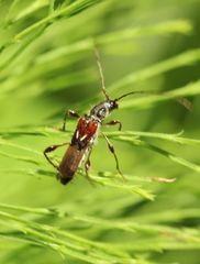 Molorchus minor