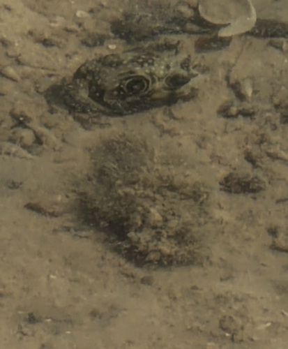 Arothron hispidus