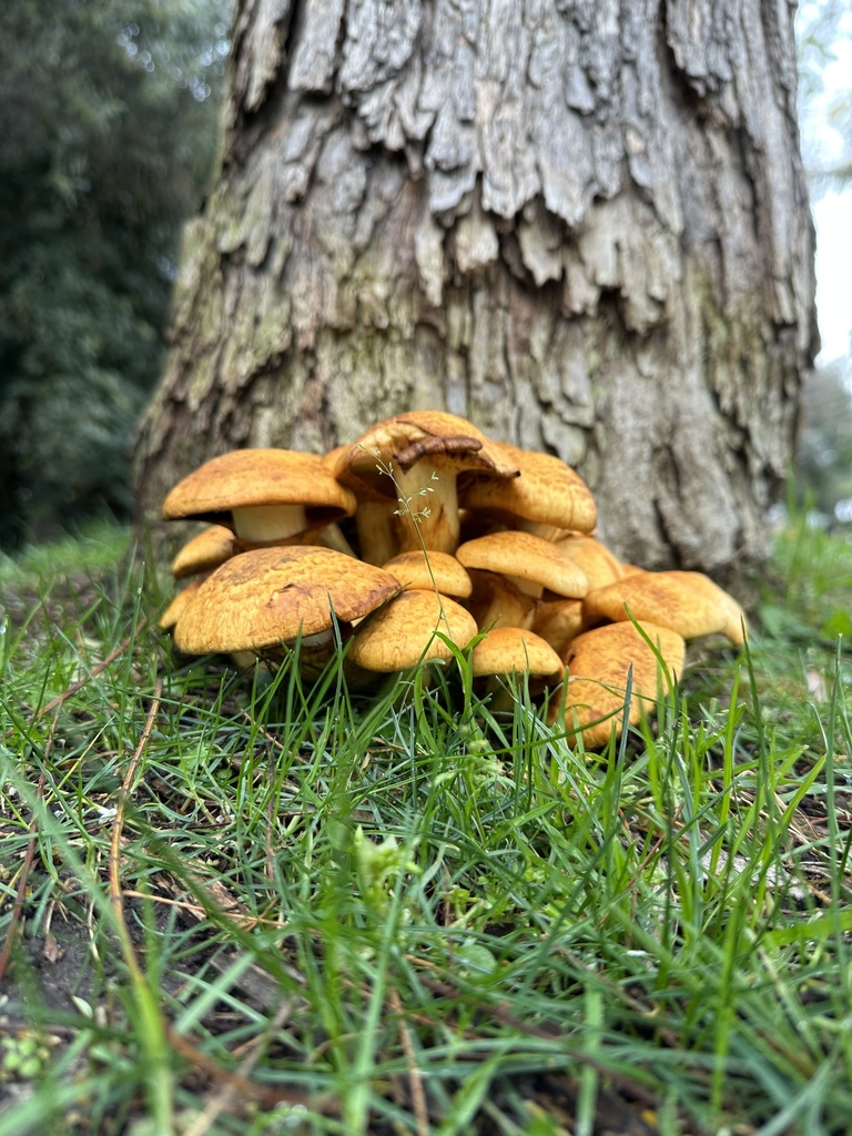 Gymnopilus ventricosus