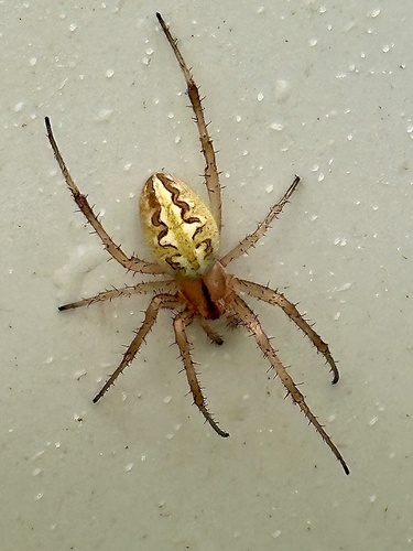 Grass Neoscona Spider