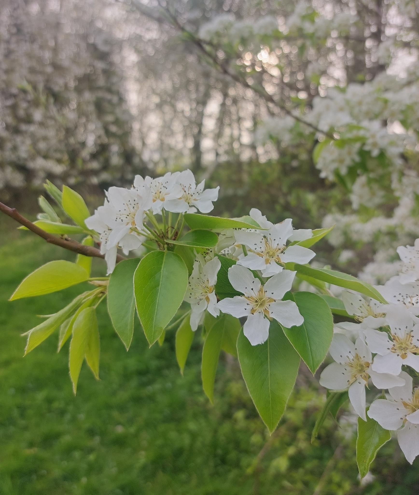 Common Pear (Pyrus communis)