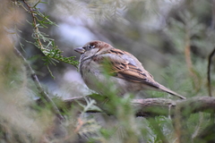 Passer domesticus