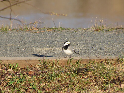 Lavandera blanca (Motacilla alba)