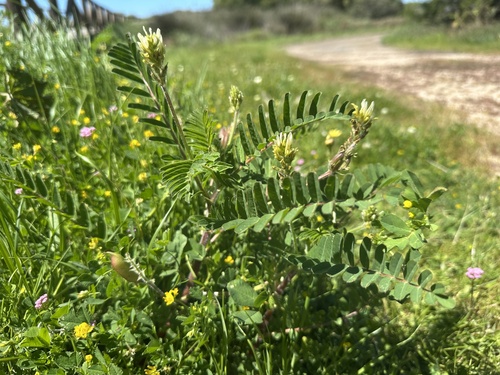 Yellow Milkvetch (Astragalus boeticus)