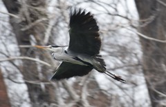 Ardea cinerea