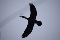 Phalacrocorax carbo