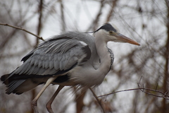 Ardea cinerea