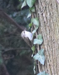 Certhia familiaris