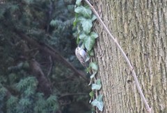 Certhia familiaris