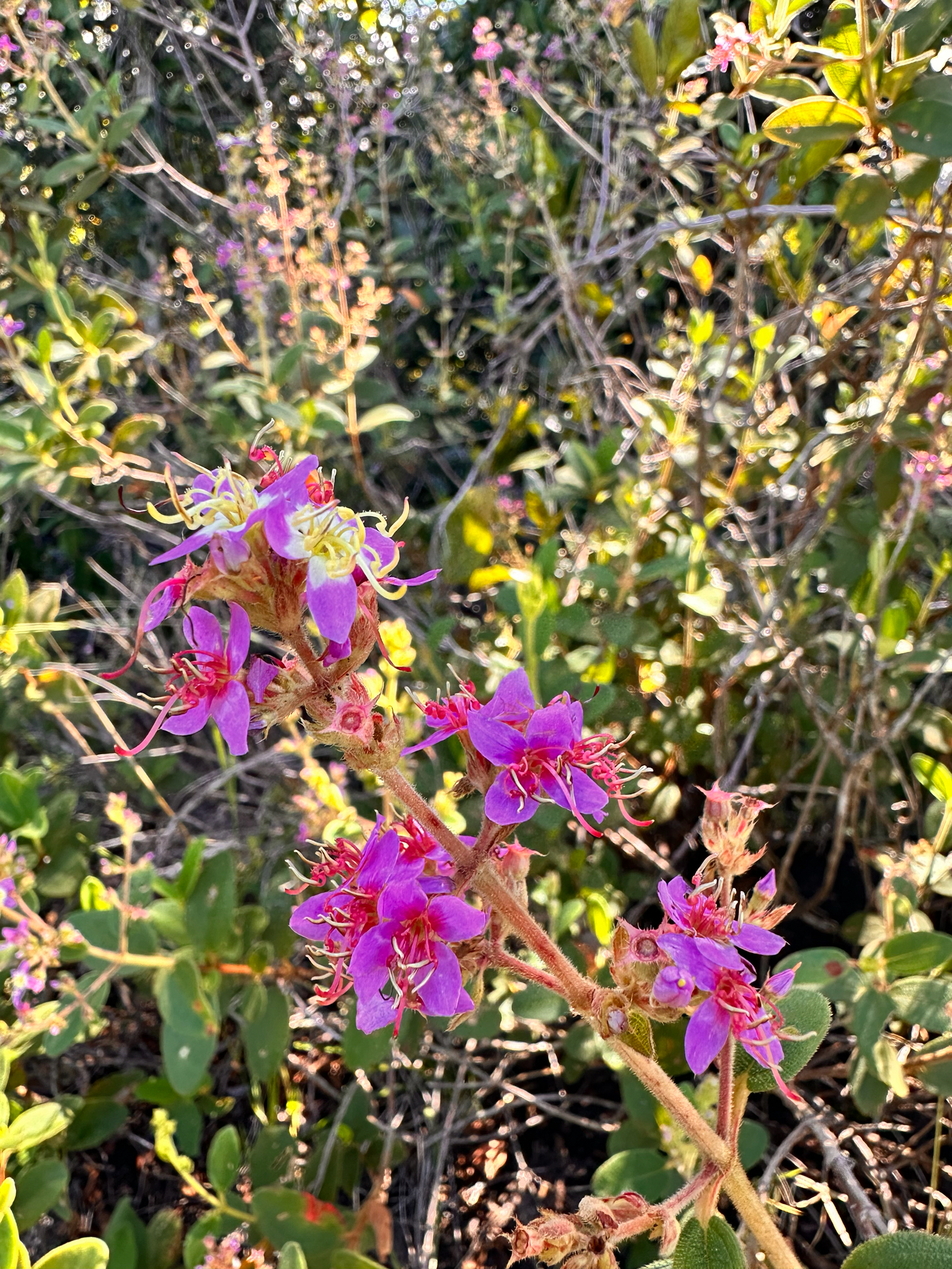 Macairea radula