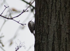 Certhia familiaris