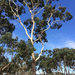 Eucalyptus fasciculosa - Photo (c) Renae Williams, algunos derechos reservados (CC BY-NC-ND), subido por Renae Williams