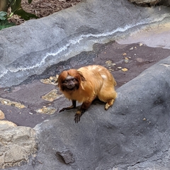 Leontopithecus rosalia