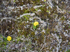 Ranunculus sulphureus