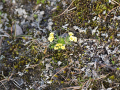 Ranunculus sulphureus