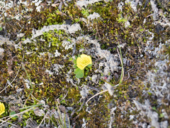 Ranunculus sulphureus