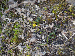 Ranunculus sulphureus