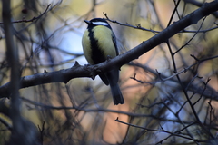 Parus major