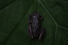 Scinax rostratus