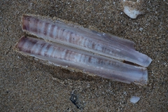 Ensis minor