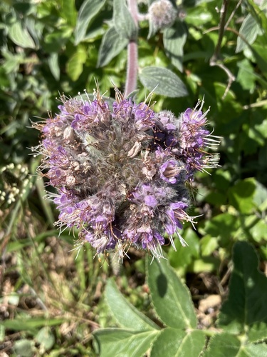 California phacelia (Phacelia californica)