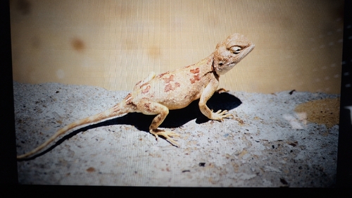Desert Agama