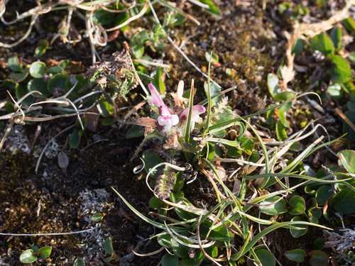 Hairy lousewort (Pedicularis hirsuta)