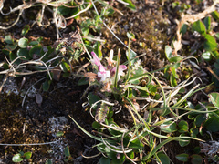Pedicularis hirsuta