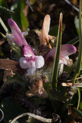 Pedicularis hirsuta