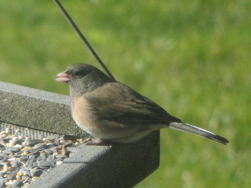 Dark-eyed Junco photographed in Oregon