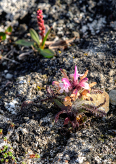 Pedicularis hirsuta
