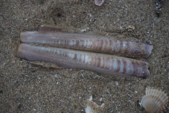 Ensis minor