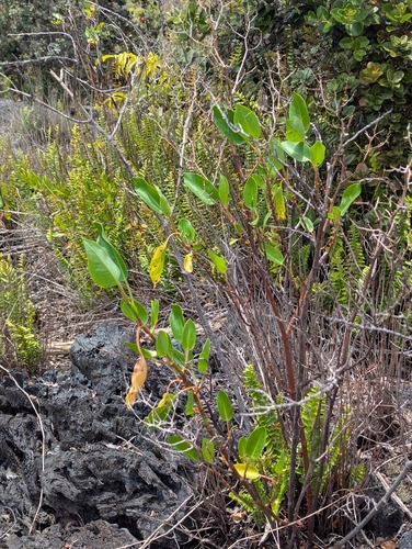 Rumex skottsbergii, photograph 4