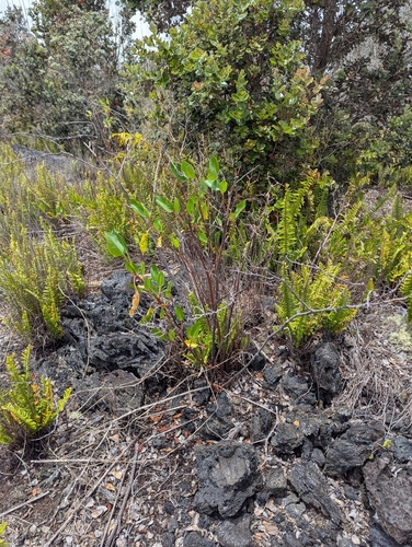 Rumex skottsbergii, photograph 5
