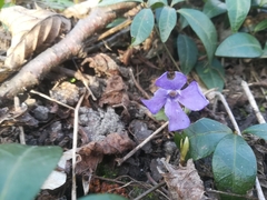 Vinca minor