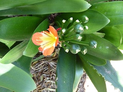 Clivia miniata miniata