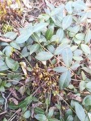 Vinca minor