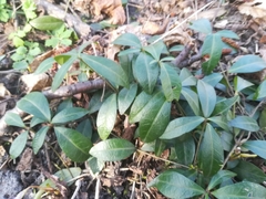 Vinca minor