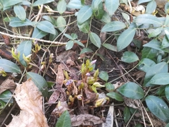 Vinca minor