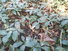 Vinca minor