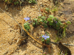 Lobelia boivinii
